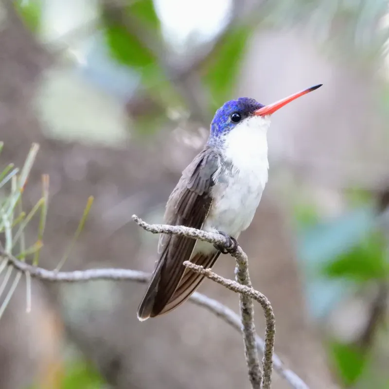 Violet-crowned Hummingbird