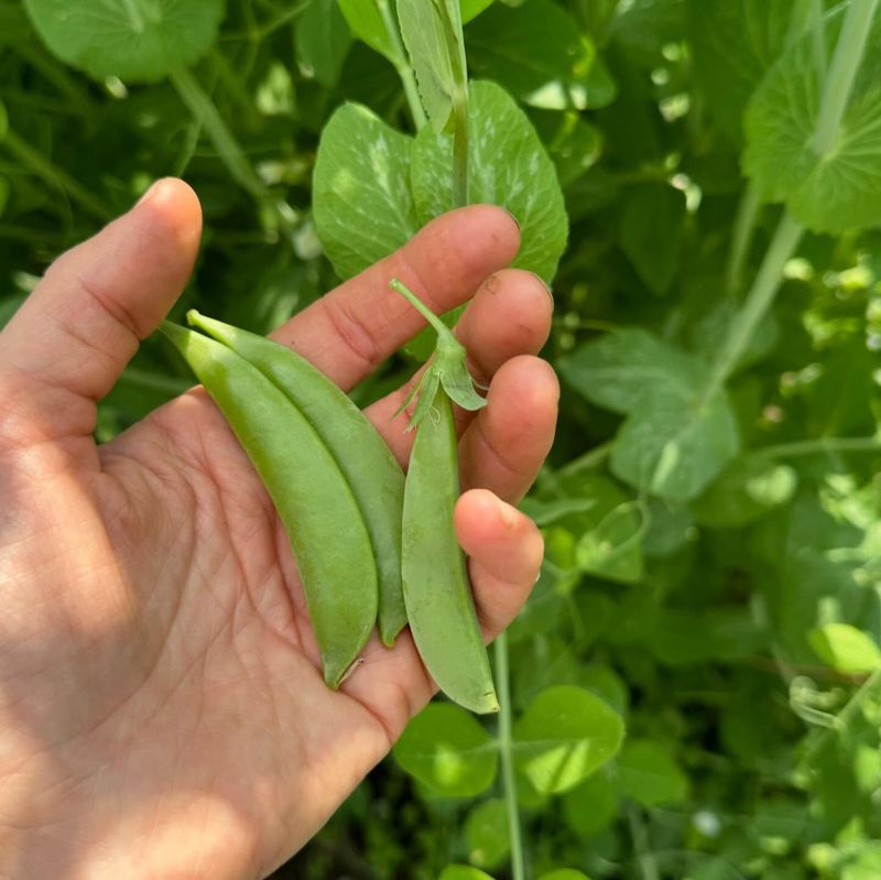 Crisp Snap Peas