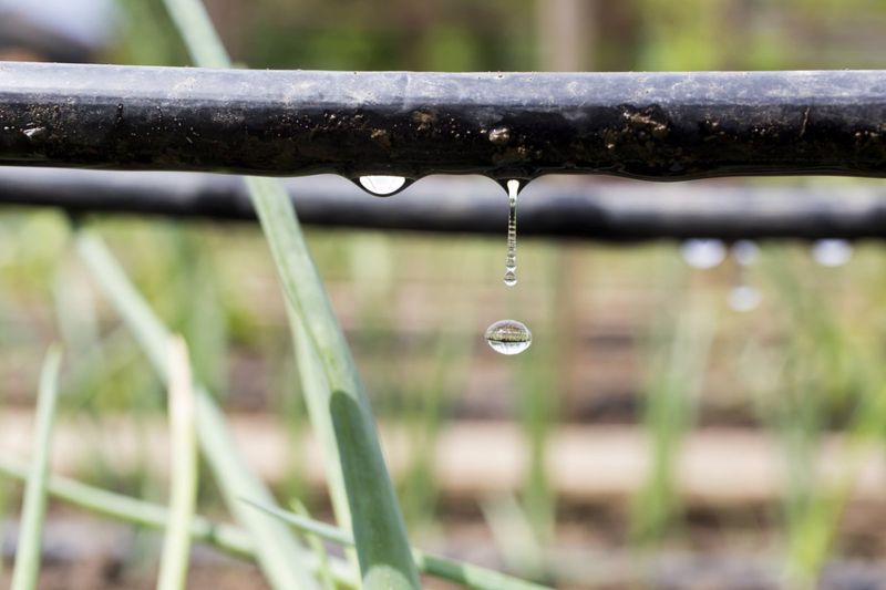 Drip Irrigation Prevents Surface Runoff