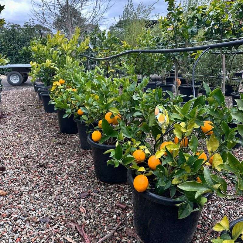 Citrus Groves