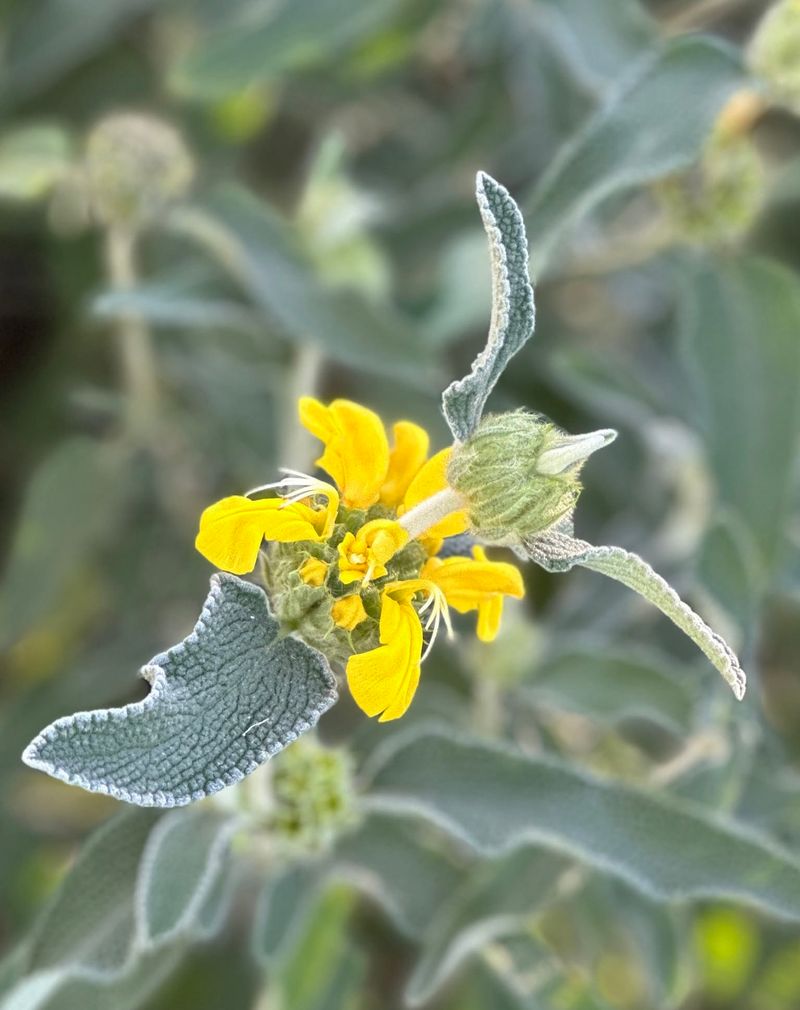 Jerusalem Sage (Phlomis fruticosa)