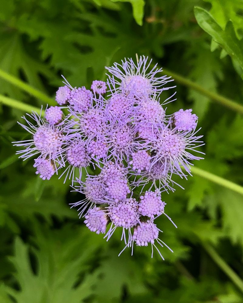 Gregg's Mistflower: Butterfly Paradise
