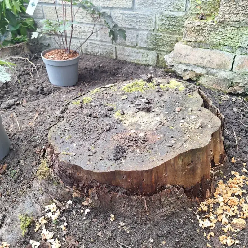 Protected Tree Species Considerations
