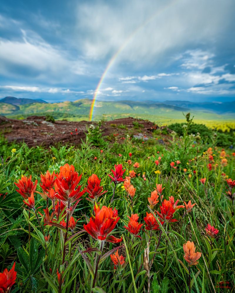 Fiery Indian Paintbrush
