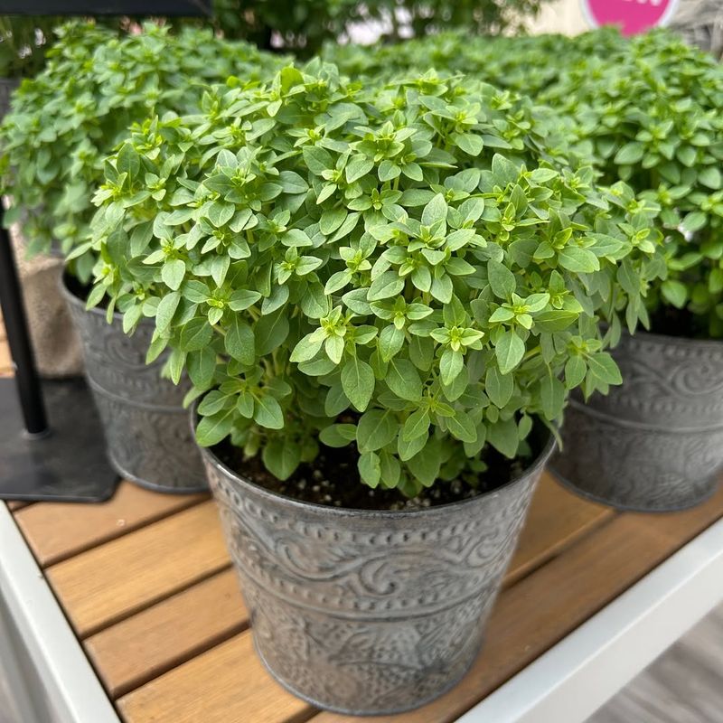 Windowbox Mini Basil