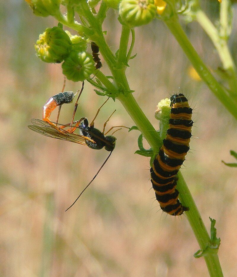 Attracts Beneficial Predator Insects