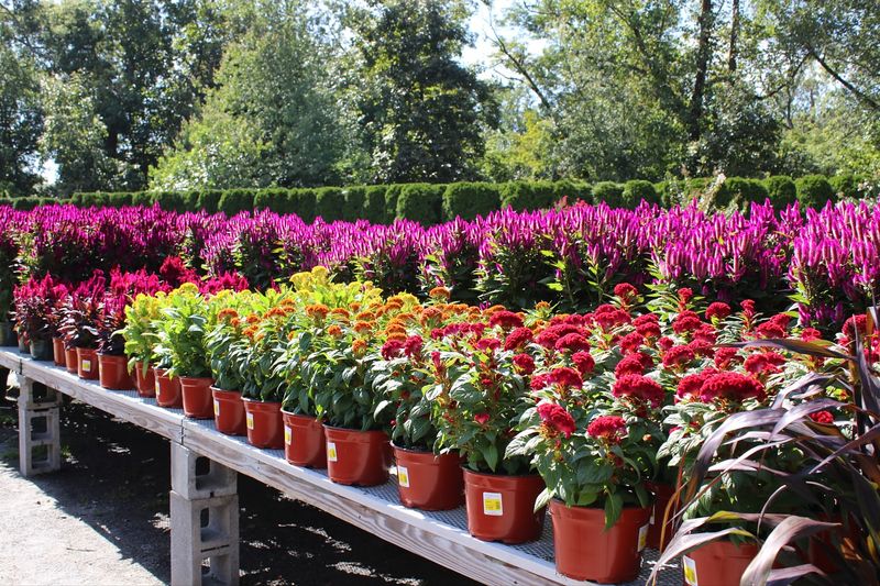 Garden Centers Offer Seasonal Discounts