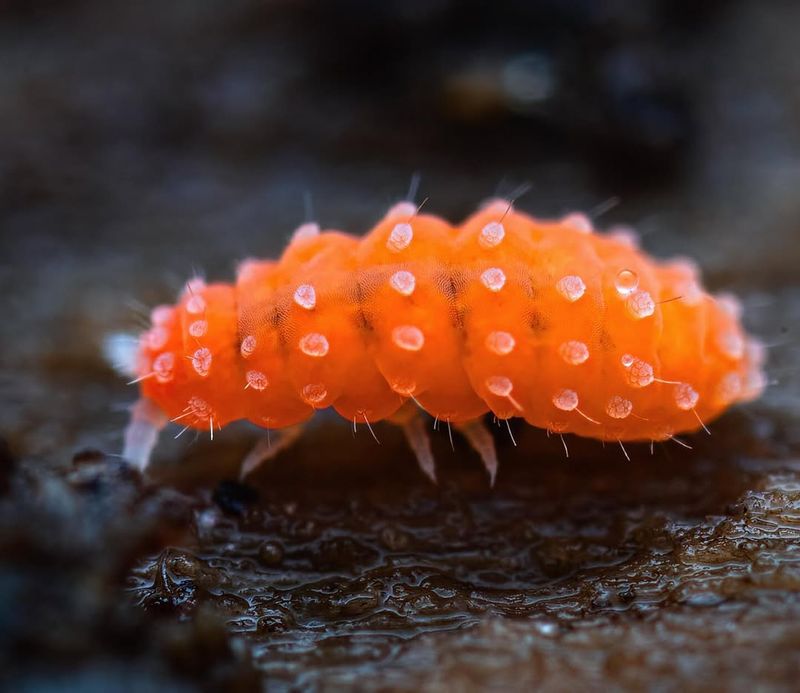 Springtails: Moisture-Loving Hoppers