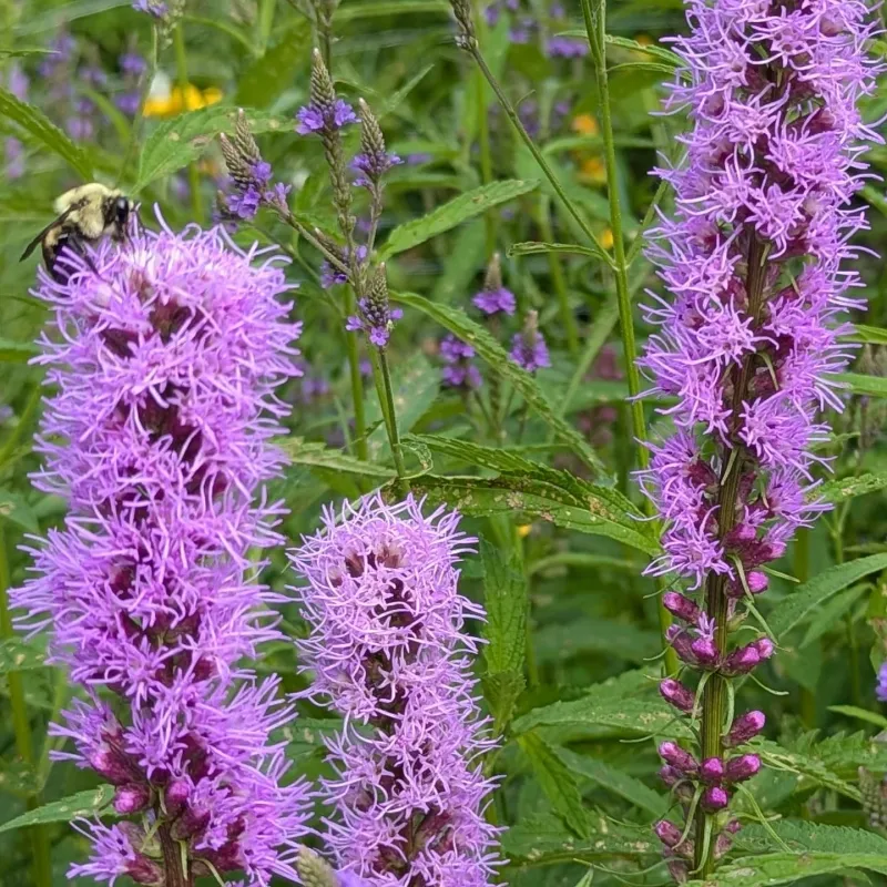 Prairie Blazing Star: Purple Spires of Summer