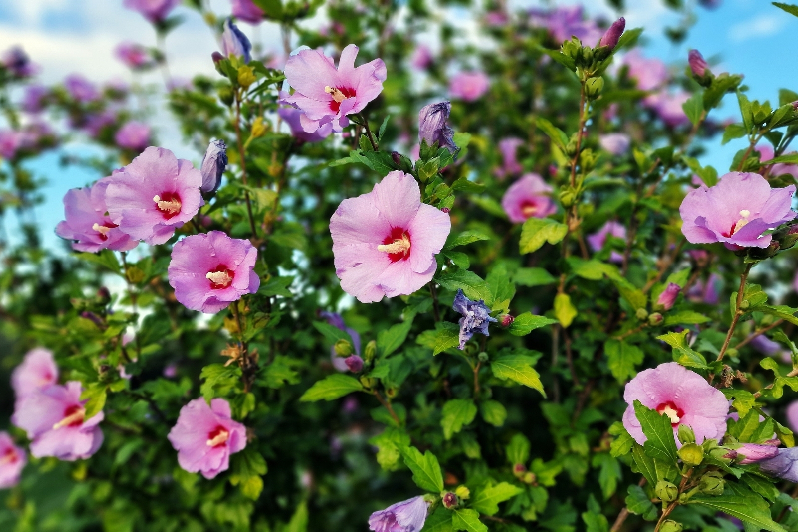 Rose Of Sharon Isn’t A Good Choice For Minnesota And Some Other US States