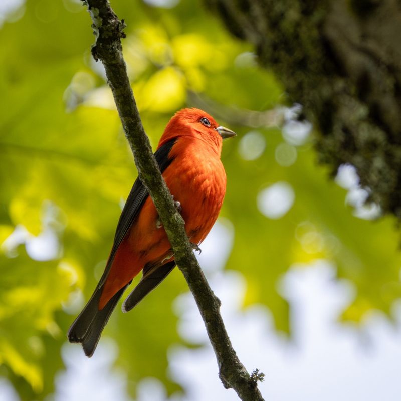 Scarlet Tanager: Flame In The Foliage