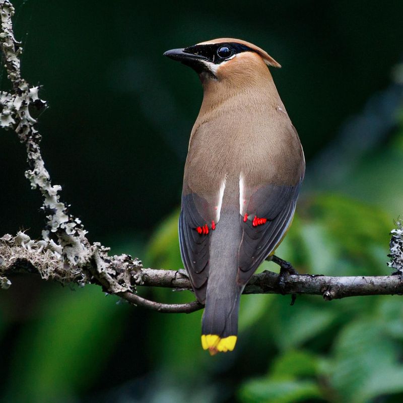 Cedar Waxwing - Masked Berry Lover