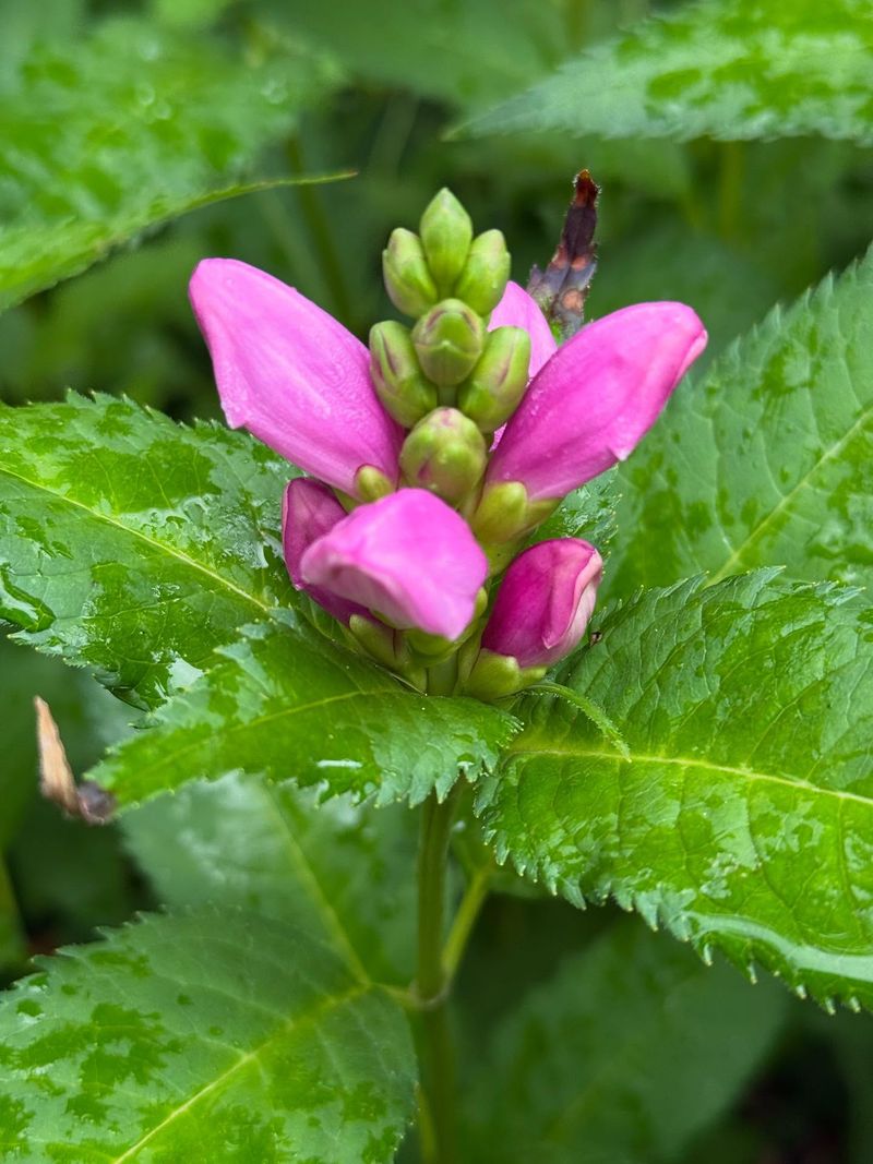 Turtlehead