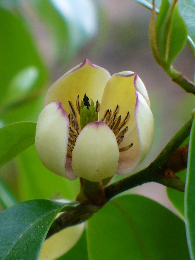 Banana Shrub (Michelia figo)
