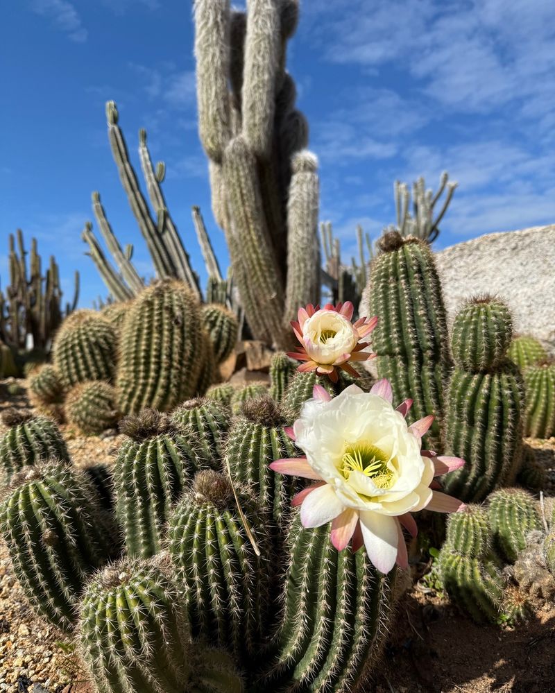 Cactus