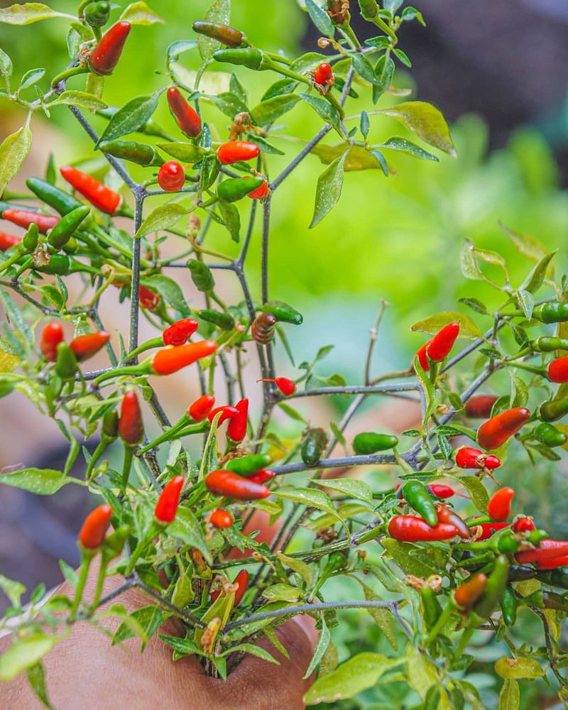 Spicy Chili Peppers