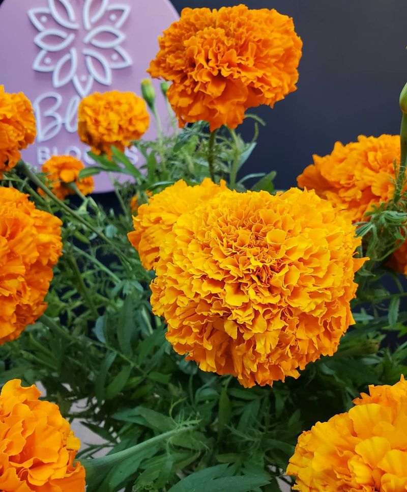 Marigolds: Colorful Rat Barriers
