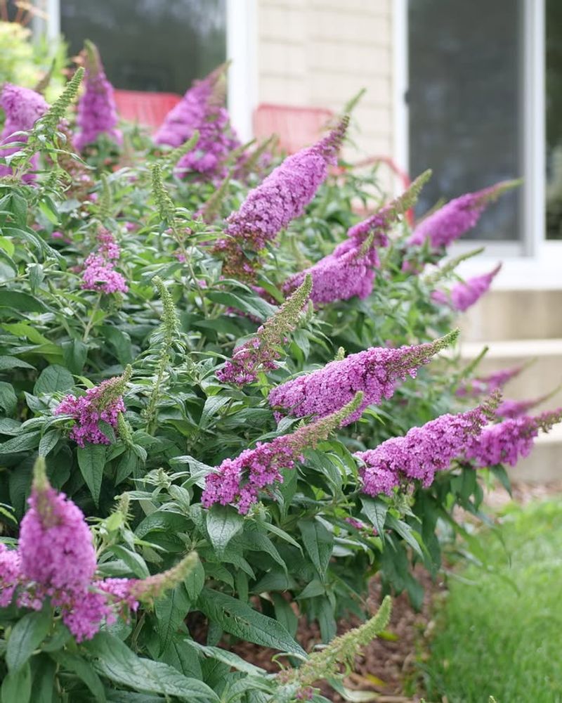 Butterfly Bush Betrayal