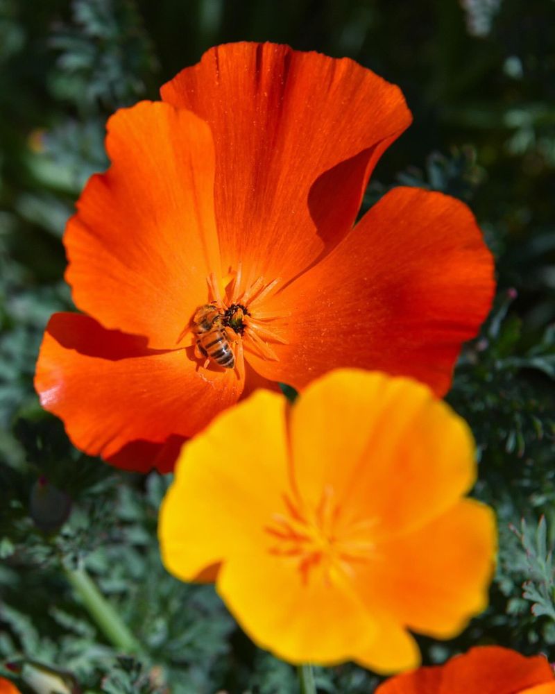 California Poppy (Eschscholzia californica)