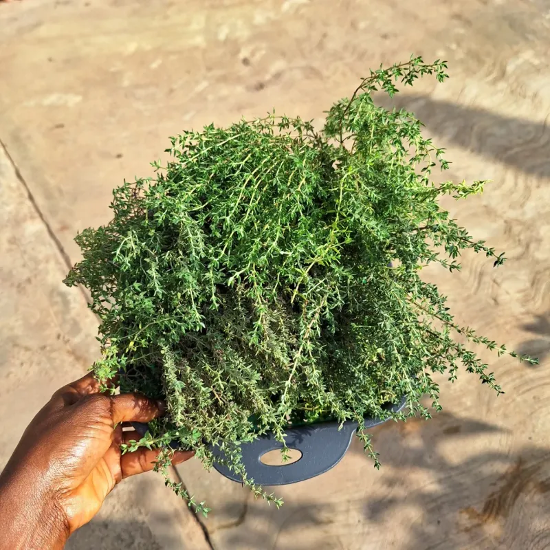 Thyme: Trim For Renewed Vigor