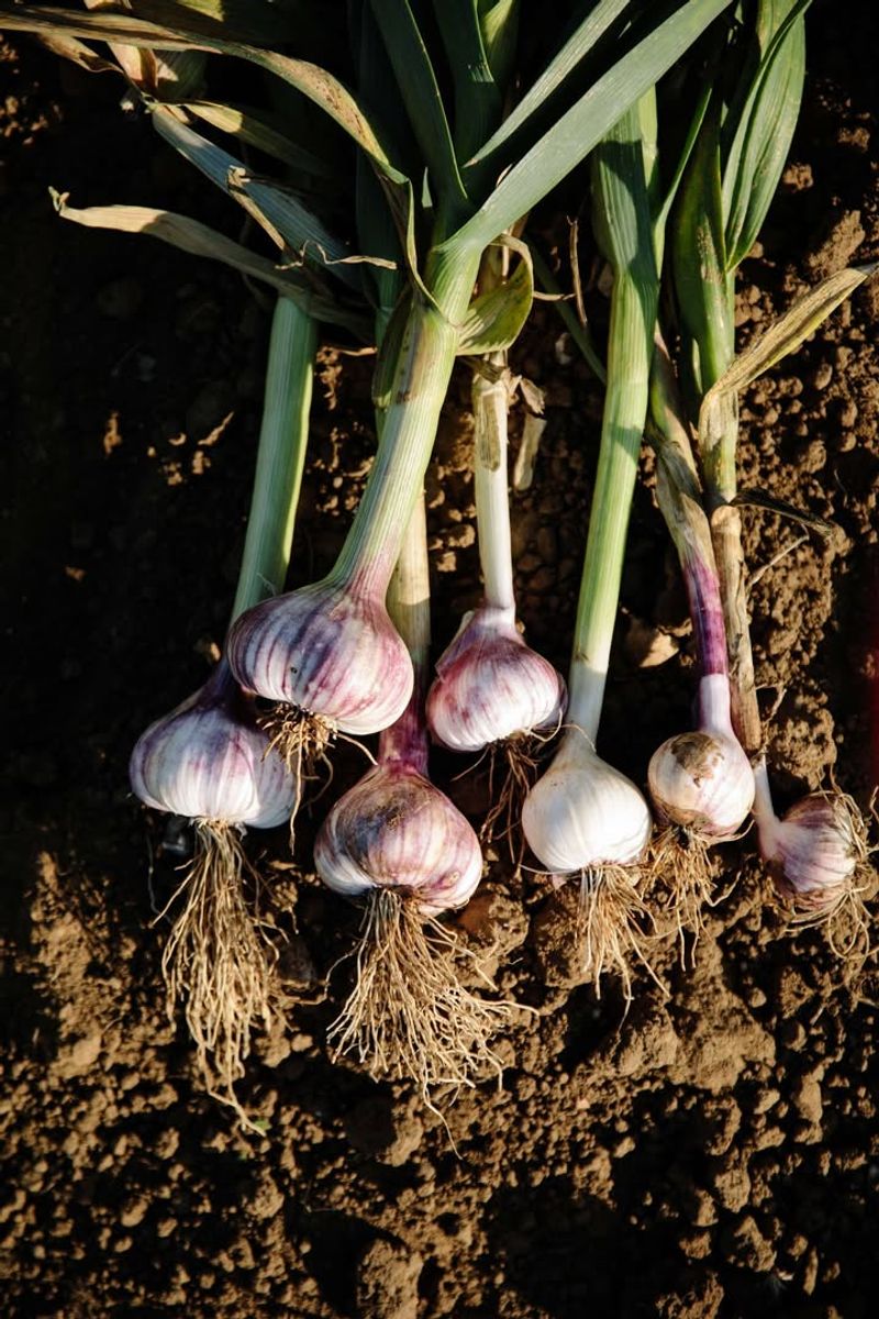 Garlic: Nature's Pest Control