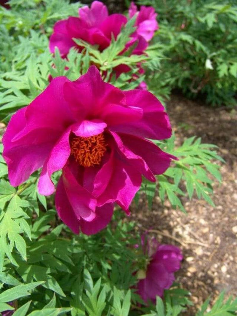 Sharon's Secret Peony Collections