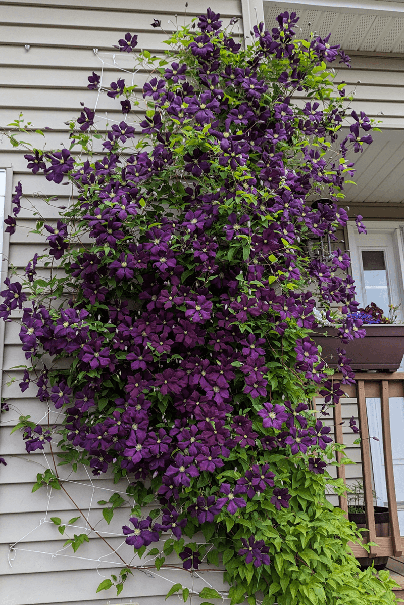 Clematis: The Climbing Confusion