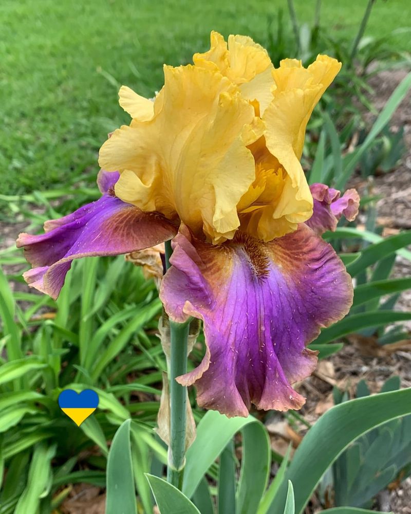 Bearded Iris Rot Quickly