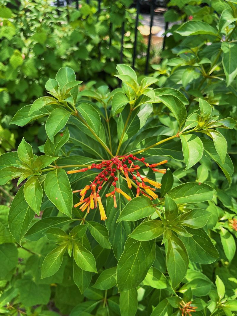 Firebush
