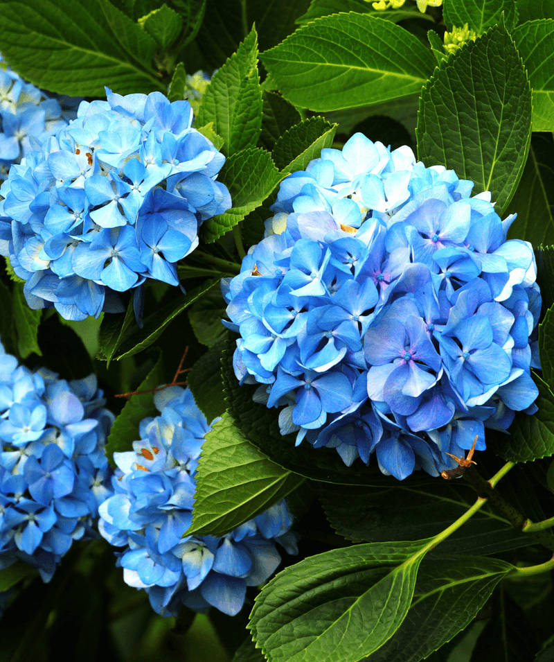 Hydrangeas