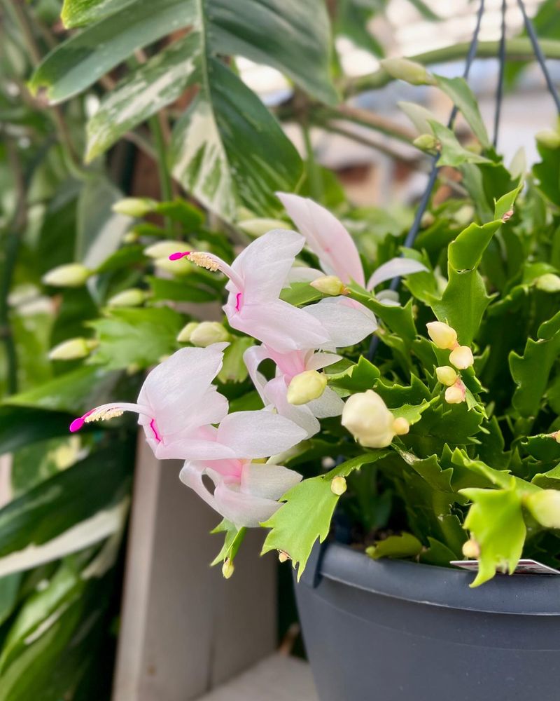 Christmas Cactus Heirlooms
