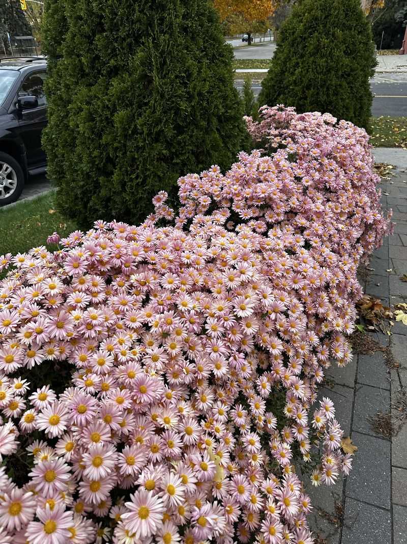 Clara Curtis Pink Daisy Mum