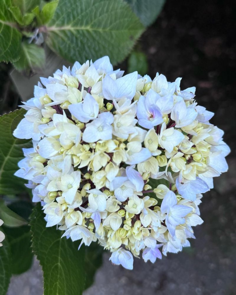 Blue Enchantress Hydrangea