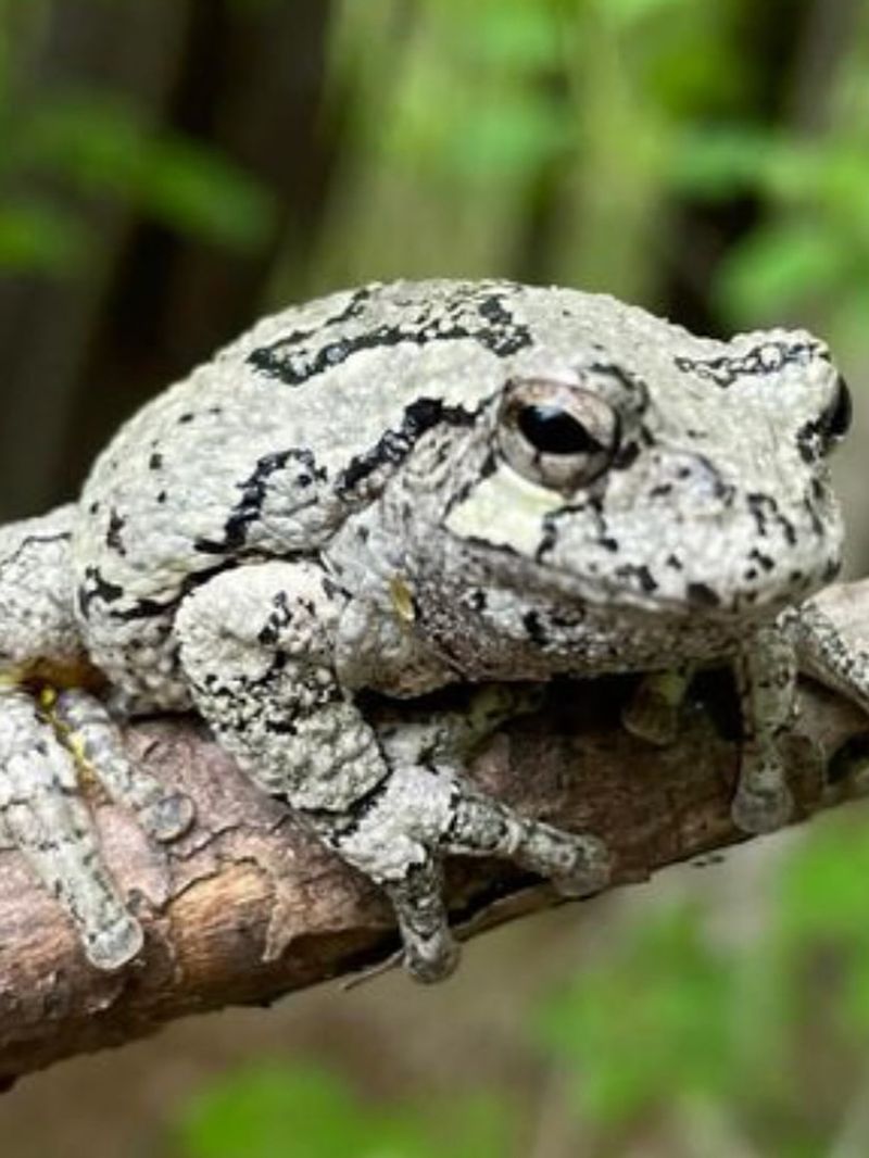 Gray Tree Frog