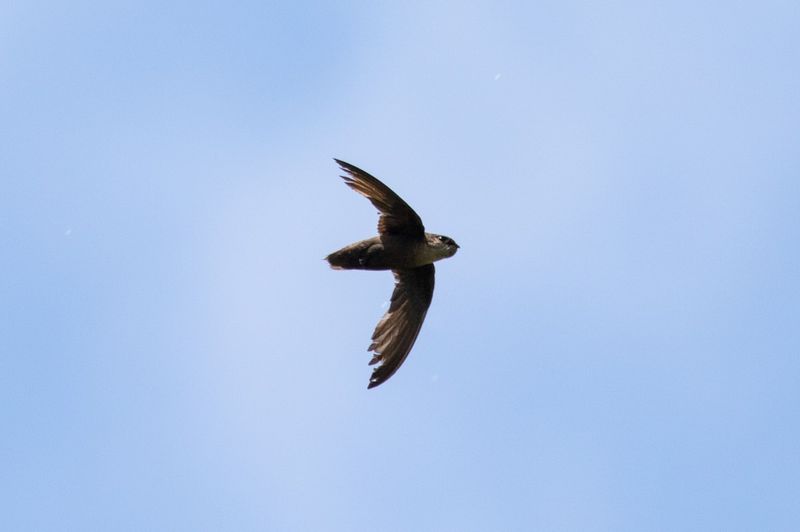 Chimney Swift Aerial Displays