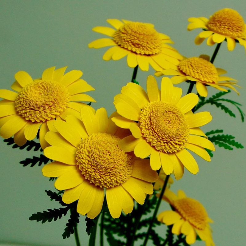 Golden Marguerite