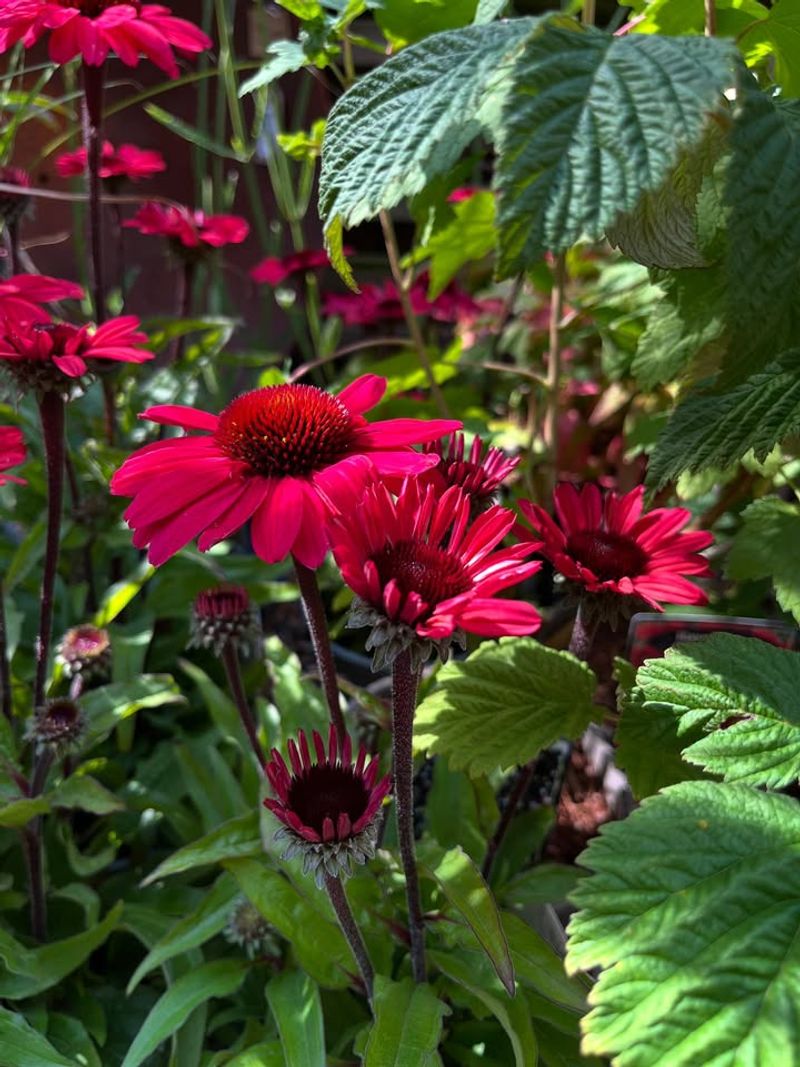 Echinacea: Coneflowers That Keep On Giving