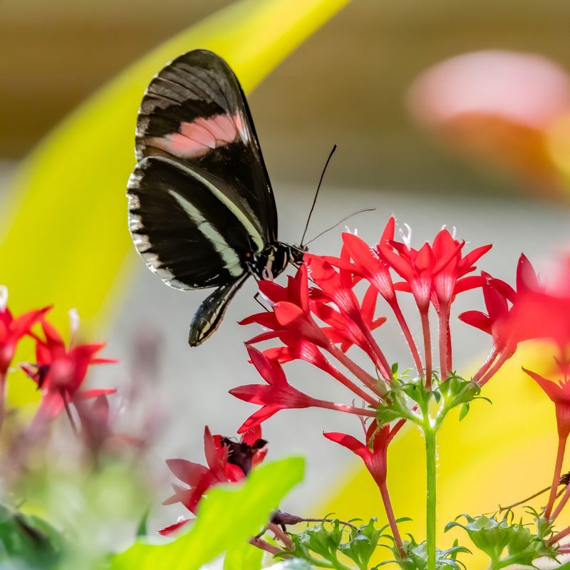 Pentas: Butterfly Magnets
