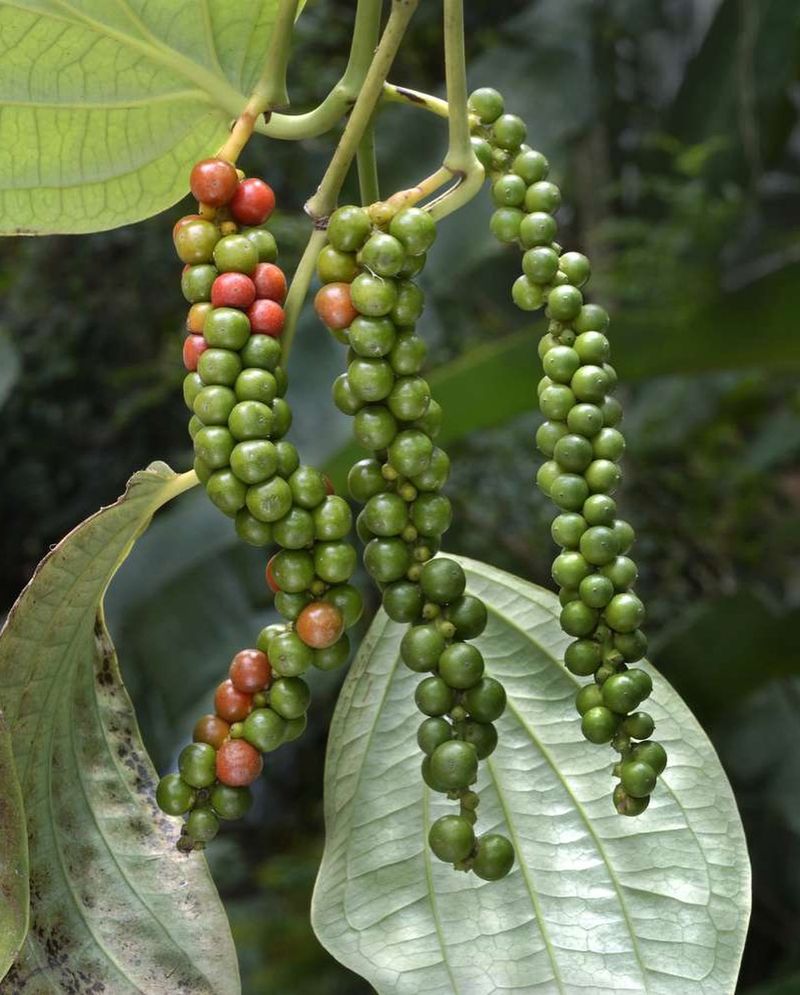Black Pepper Plant: Spicy Protection