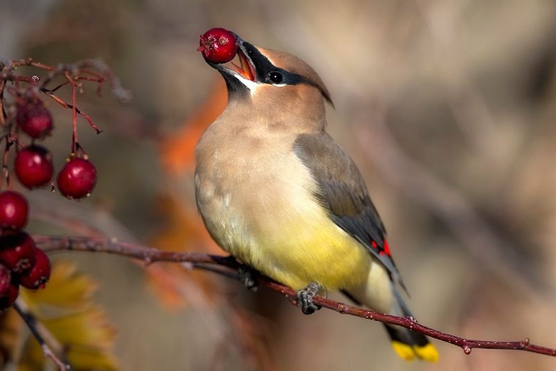 Cedar Waxwing With Subtle Color Blends
