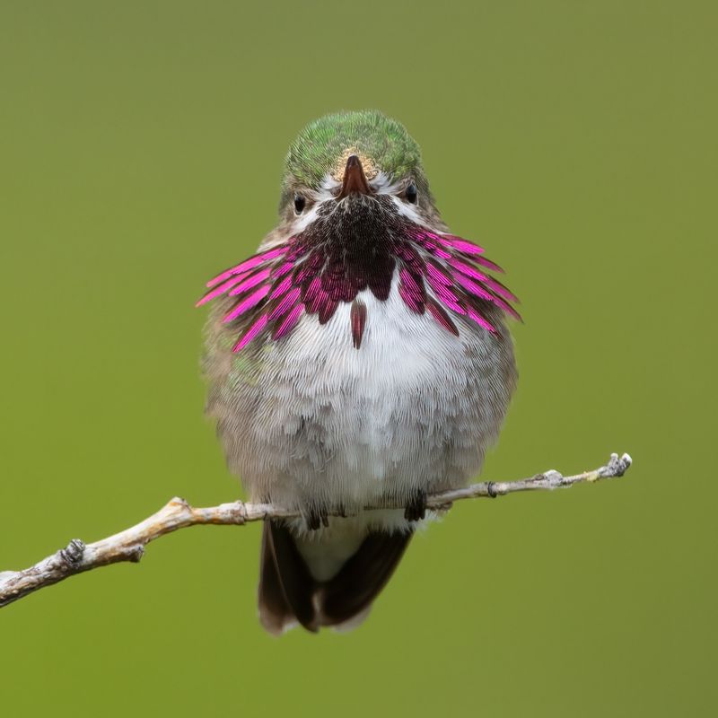 Calliope Hummingbird