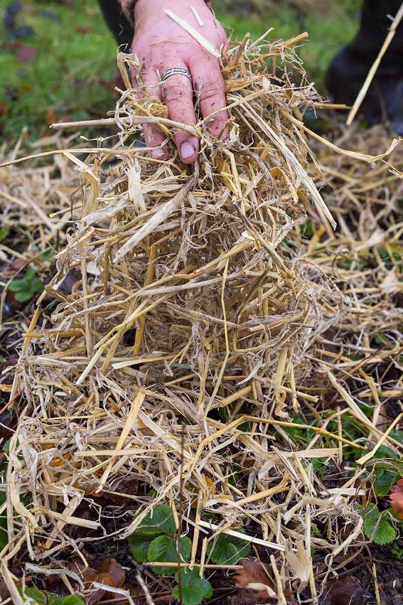Soil Amendments For Winter Hardiness
