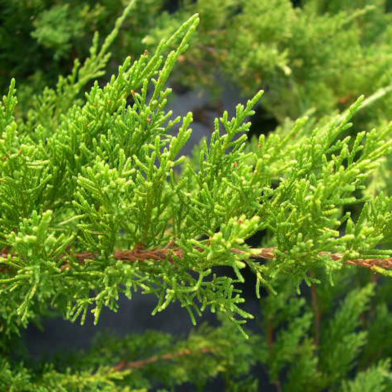Chinese Juniper (Juniperus chinensis 'Sea Green')
