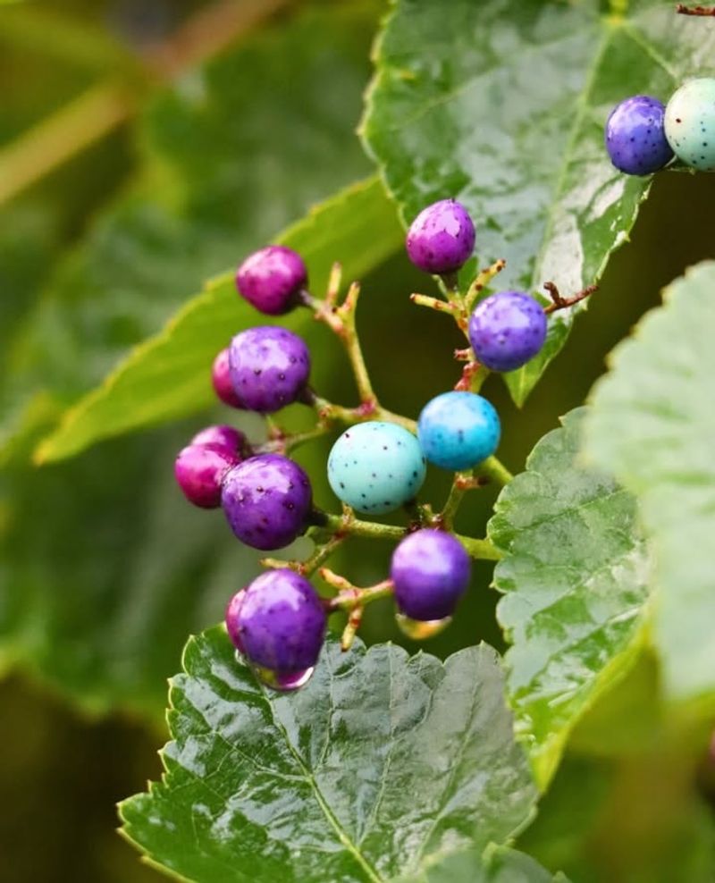 Porcelain Berry Vine