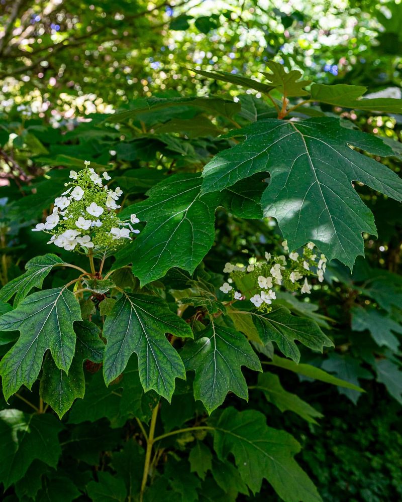 Oakleaf Hydrangea
