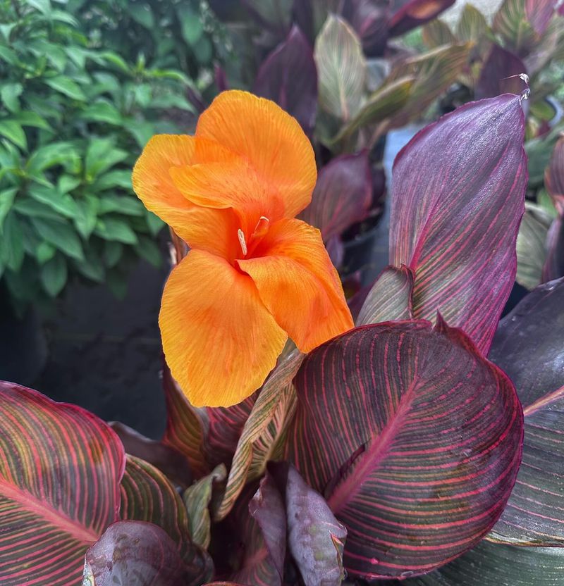 Canna 'Tropicanna'