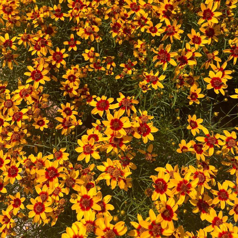Coreopsis