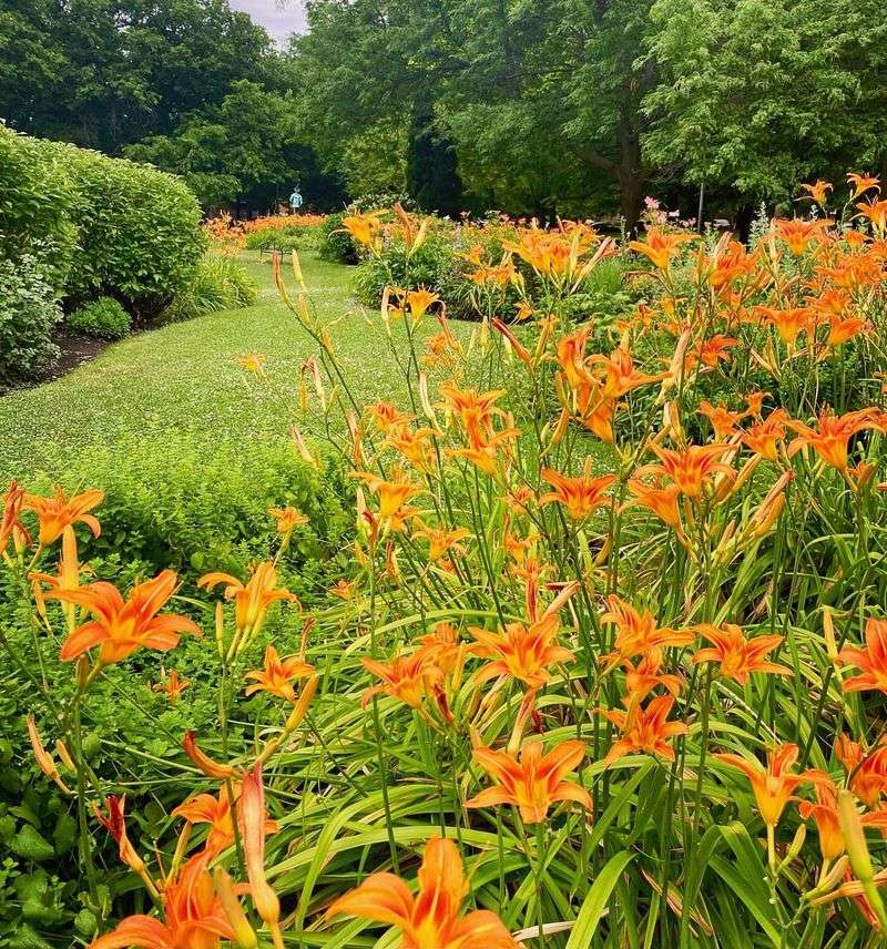 Daylily