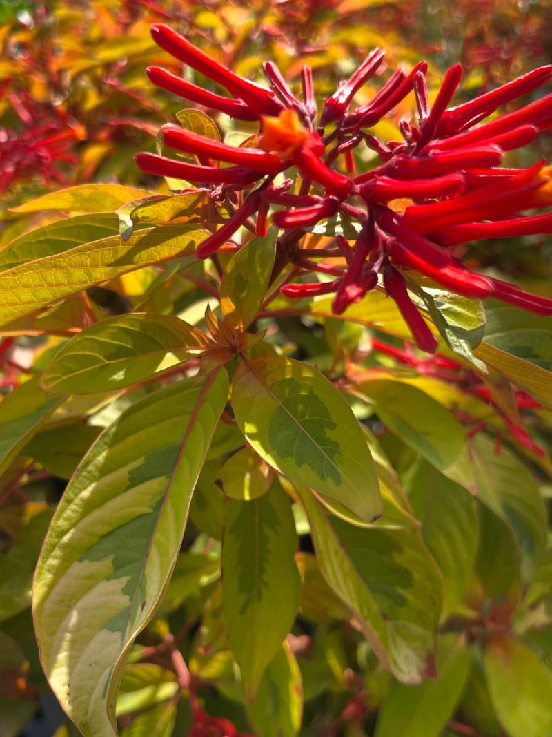 Firebush