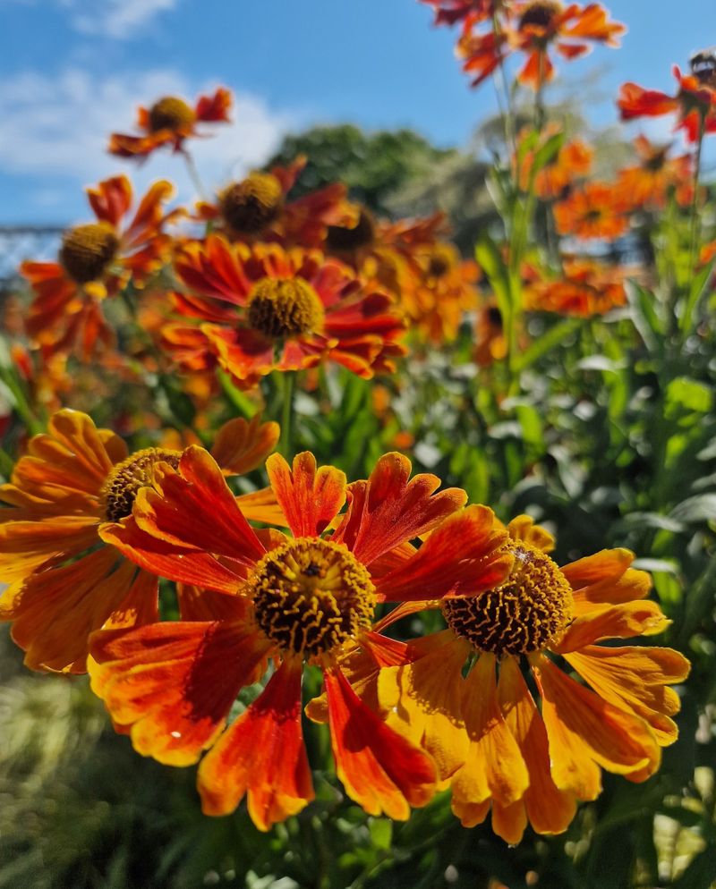 Helenium